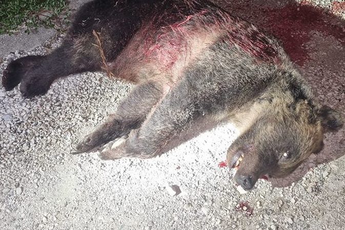 Bärin „Amarena“ in den Abruzzen erschossen
