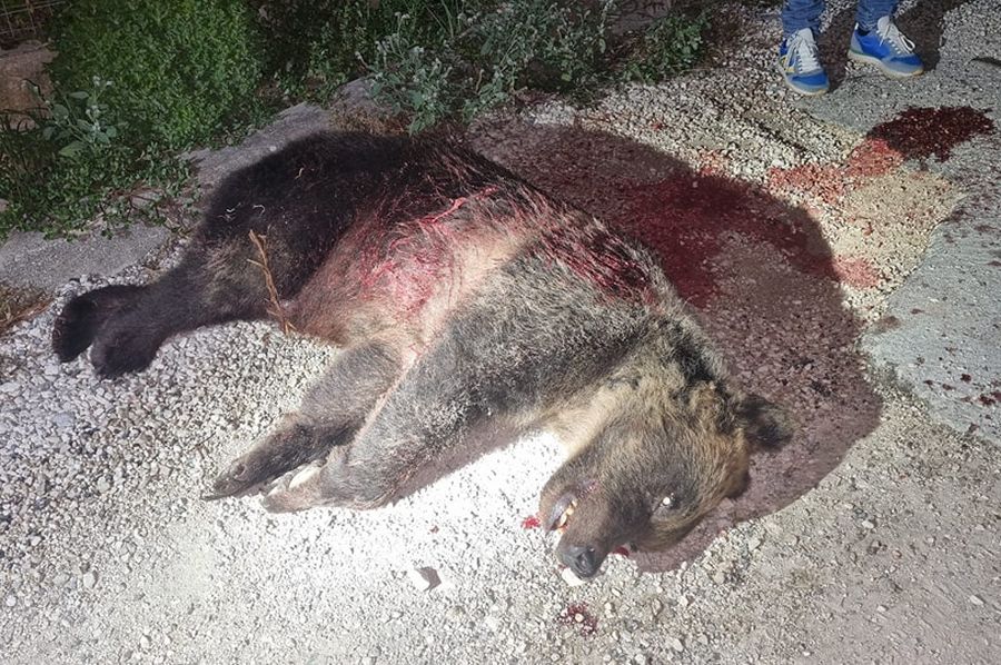 Die Bärin „Amarena“ wurde mit einem Schrotgewehr getötet. (Foto: Parco Nazionale d'Abruzzo Lazio e Molise/Facebook)