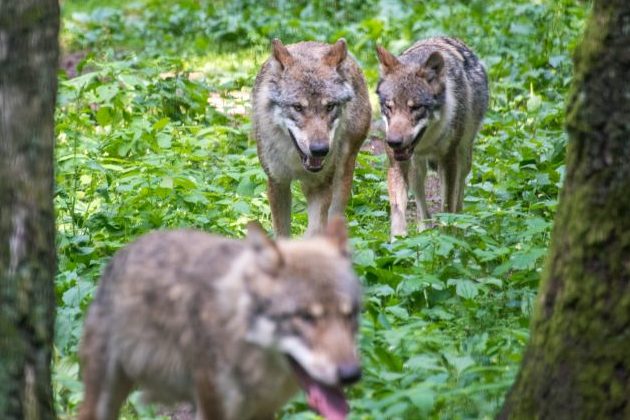 Schutz vor Wölfen: NRW weitet Herdenschutz-Förderung aus