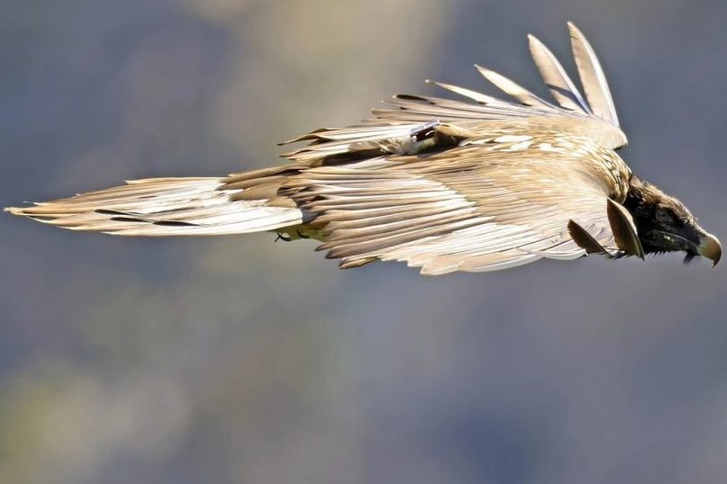 Auf geht’s in die Alpen: Nepomuk und Sisi fliegen über die Gipfel Österreichs