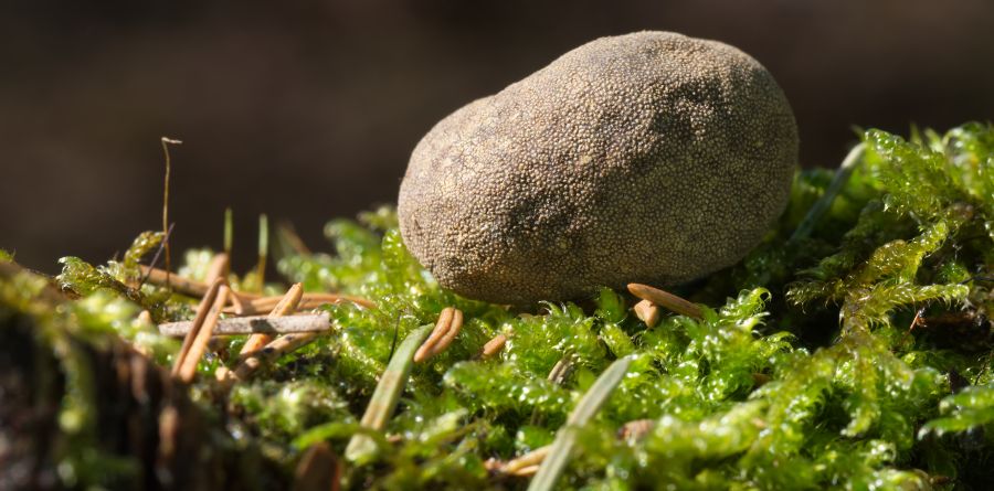 Der unterirdisch wachsende Pilz Elaphomyces granulatus, besser bekannt als „Hirschtrüffel“, hier auf Moos liegend, in einem Fichtenwald. (Foto: iStock/Igor Kramar)