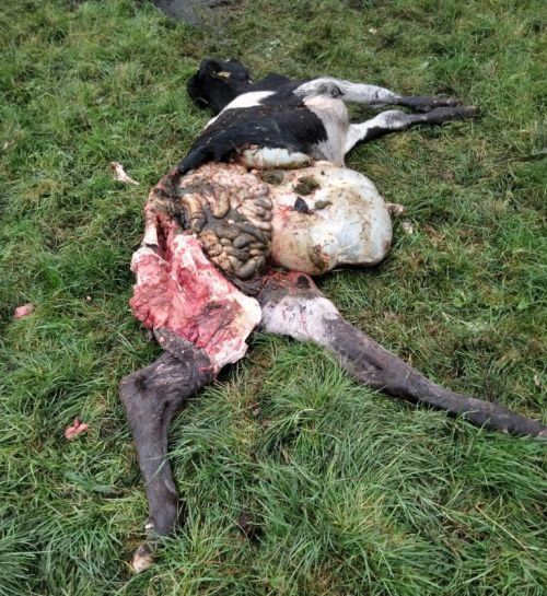 Dieses Rind wurde bei dem Wolfsangriff sofort getötet. (Foto: Jägerschaft Stade)
