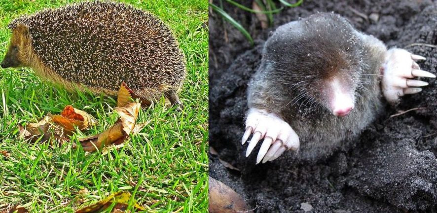 Auf der Suche nach Igel und Maulwurf