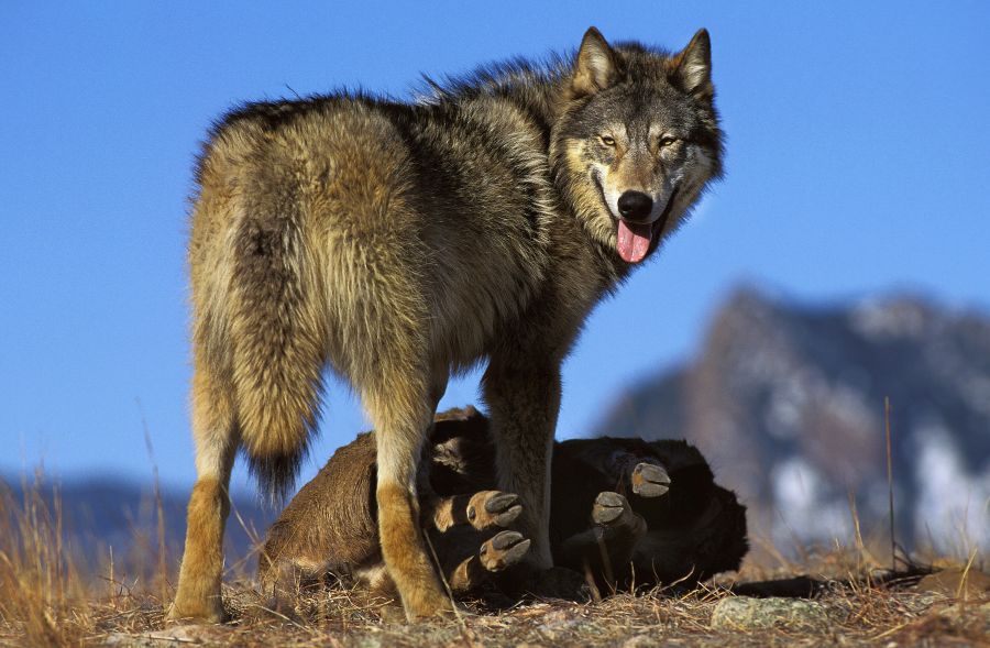 Acht Bundesländer unterstützen die Forderung nach einer Lockerung des Wolfsschutzes. (Symbolbild: iStock/slowmotiongli)