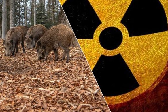 Verstrahlte Wildschweine: Forscher ermitteln unerwartete Ursache