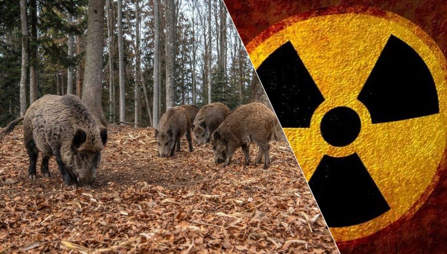 Wildschweine, die in einem herbstlichen Wald brechen. Daneben ein „Strahlenwarnzeichen“ (Symbolbild: Alexander Antropov/Eszter Miller auf Pixabay)