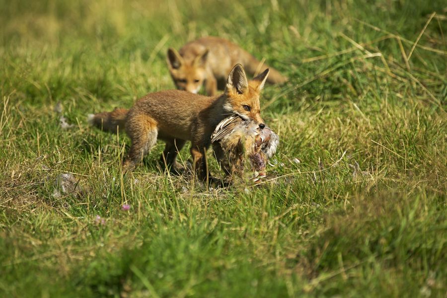 Zwei Jungfüchse auf einer Grünfläche, von denen einer ein Rebhuhn im Maul trägt. (Beispielbild: iStock/slowmotiongli)