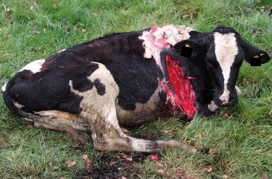 Das schwerst verletzte Rind, das euthanasiert werden musste. (Foto: Jägerschaft Stade)