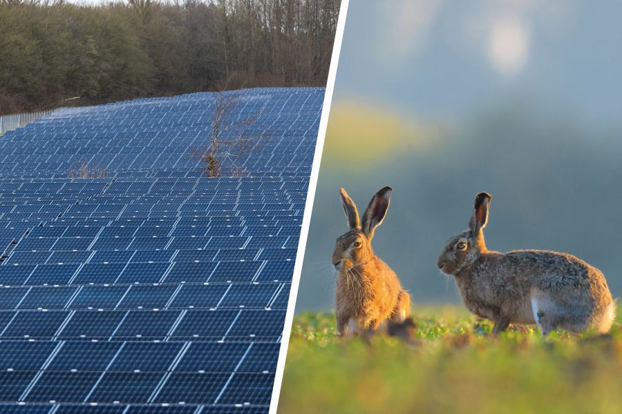 Eine Photovoltaikanlage und nebendran zwei Hasen auf einer Grünfläche. (Quelle: LJV Schleswig-Holstein/Sebastian Grell/IrfanView)