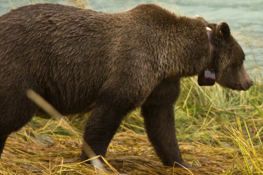 Ein Braunbär mit einem Senderhalsband. (Symbolbild: iStock/redfishweb)