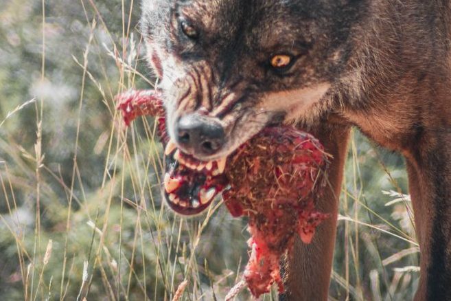Region Hannover gibt „Problemwolf“ zum Abschuss frei