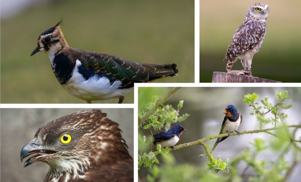 Kiebitz und Steinkauz. (Foto: Kev auf Pixabay); Zwei Rauchschwalben auf einem Ast sitzend. (Foto: Willfried Wende auf Pixabay); Ein Wespenbussard. (Foto: Alicia_Chan auf Pixabay)