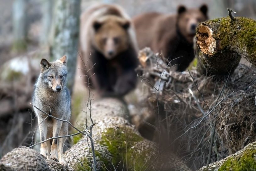 Mindestens 3 Bären in Tirol unterwegs