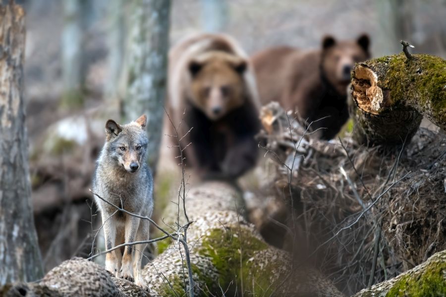 Ein Wolf, der auf einem umgestürzten Baum steht. Im Hintergrund sind zwei Bären zu sehen. (Symbolbild: iStock/Byrdyak)