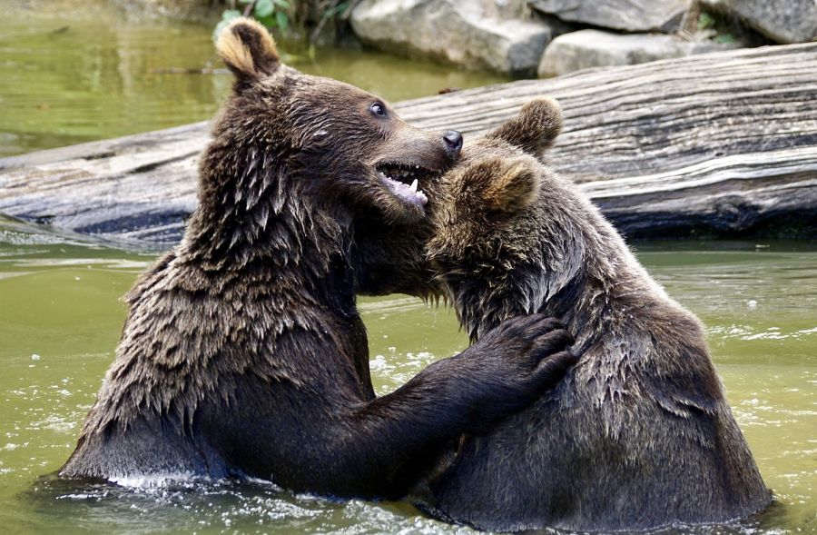 Zwei Jungbären spielen im Wasser. (Symbolbild: Susanne Jutzeler auf Pixabay)