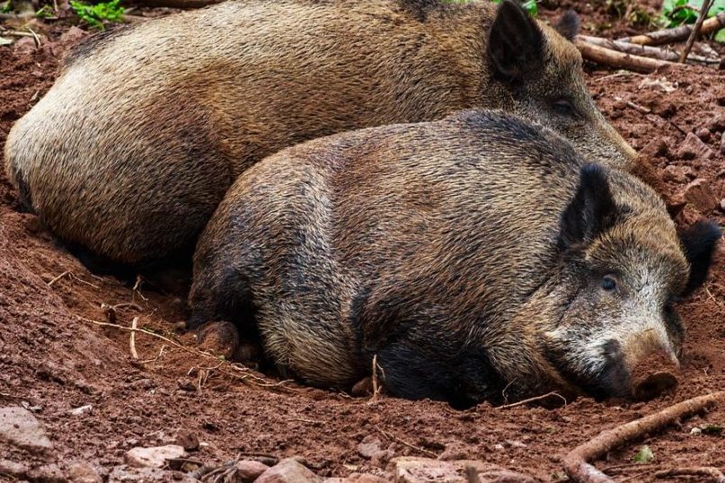 Afrikanische Schweinepest (ASP) in Schweden ausgebrochen