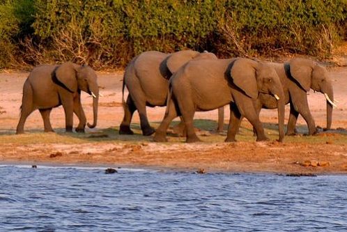 Botswana: Überpopulation an Elefanten führt zu Konflikten