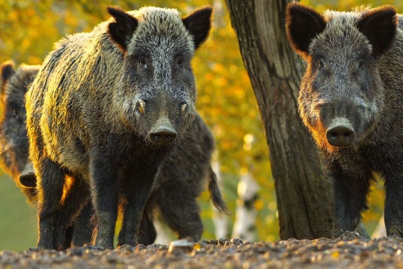 Niedersachsen gewährt keine ASP-Aufwandsentschädigung mehr