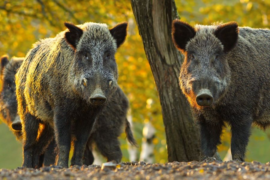 Wildschweine im Wald. (Symbolbild: iStock/taviphoto)