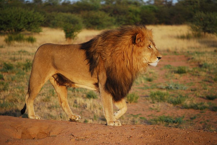 Ein Löwe in seinem natürlichen Lebensraum. (Symbolbild: Gerhild Klinkow auf Pixabay)