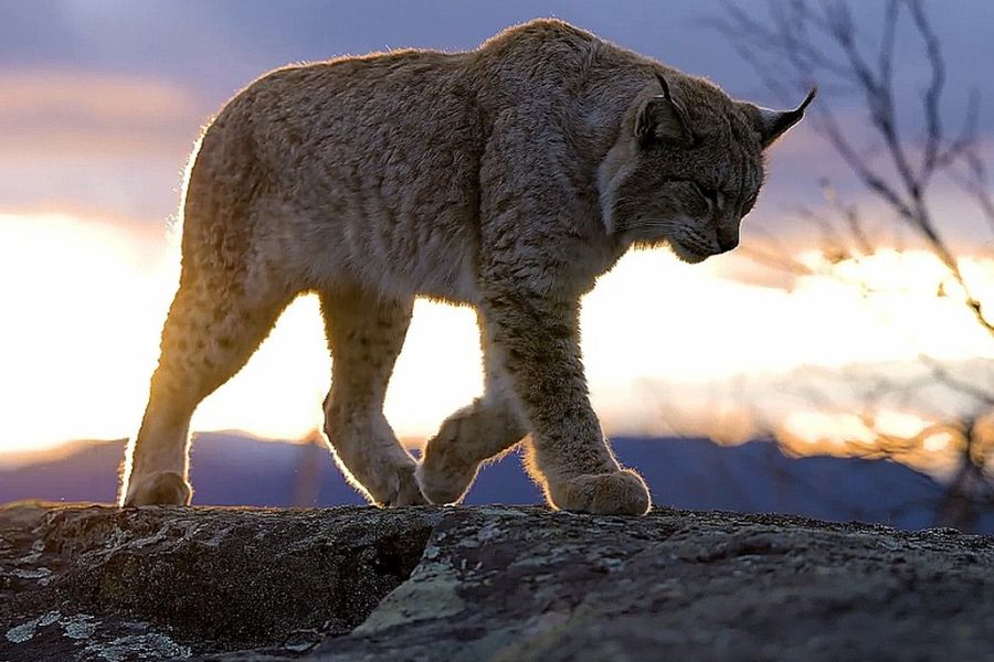 Ein Luchs auf einem Felsen. (Symbolbild: HelpUkraine auf Pixabay)