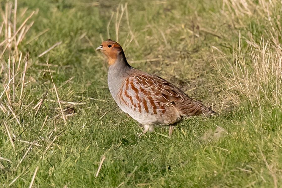 Ein Rebhuhn. (Foto: Kev auf Pixabay)