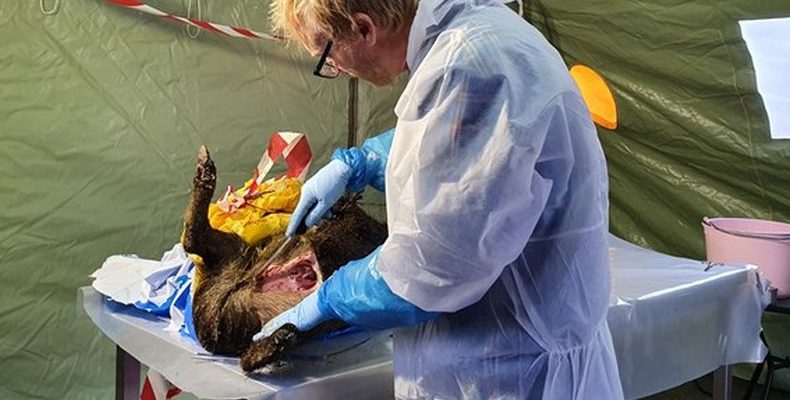 Update zur Afrikanischen Schweinepest in Schweden