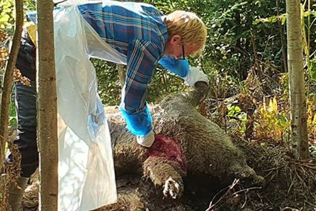Update zur Afrikanischen Schweinepest in Schweden