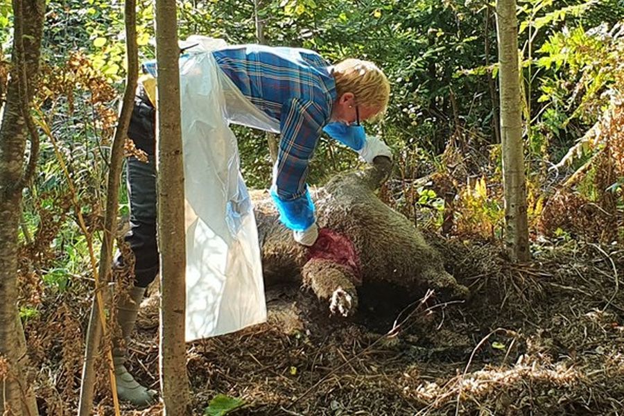 Probenahme von toten Wildschweinen in der Zone außerhalb von Fagersta. (Foto: Estelle Ågren/SVA)