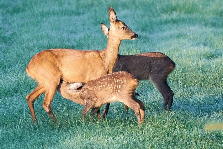 Desaströse Zustimmungswerte für Jagdgesetzänderung in Rheinland-Pfalz