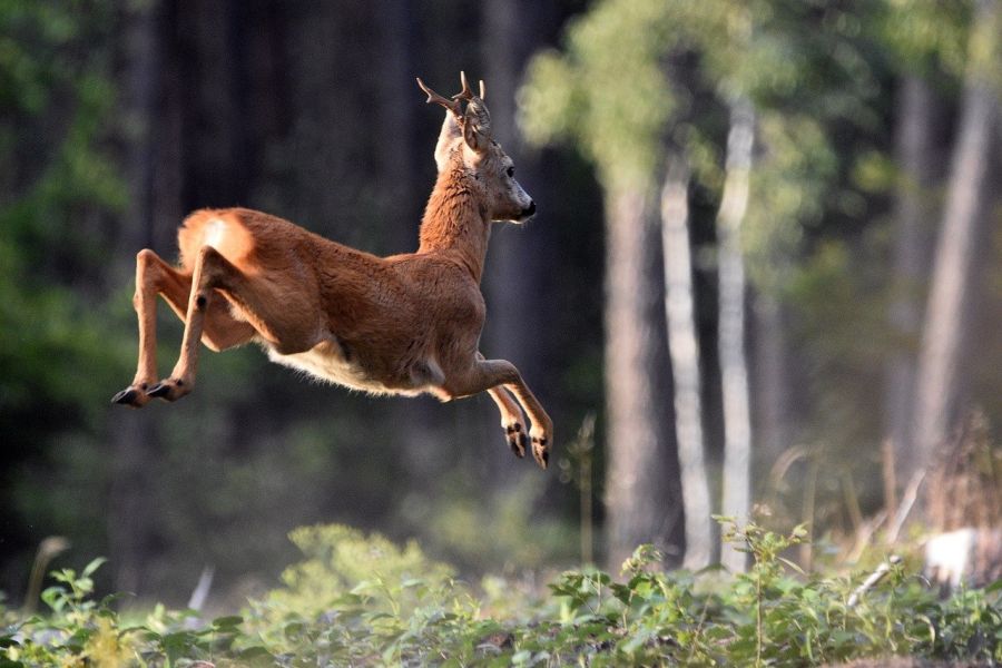 Ein abspringender Rehbock. Das sollte er auch angesichts der geplanten Abschaffung der Abschussplanung für Rehwild. (Symbolbild: Abschaffung der Abschussplanung für Rehwild)