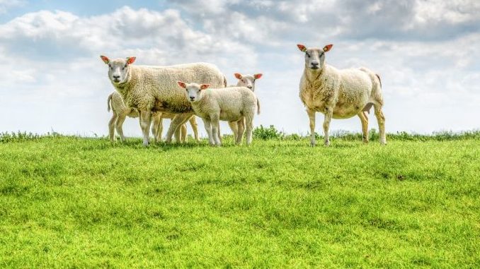 Dialogforum Weidetierhaltung und Wolf präsentiert Ergebnisse