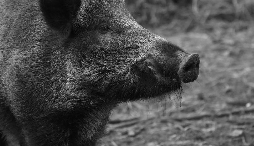 Weiteres ASP-Kerngebiet in Brandenburg aufgehoben