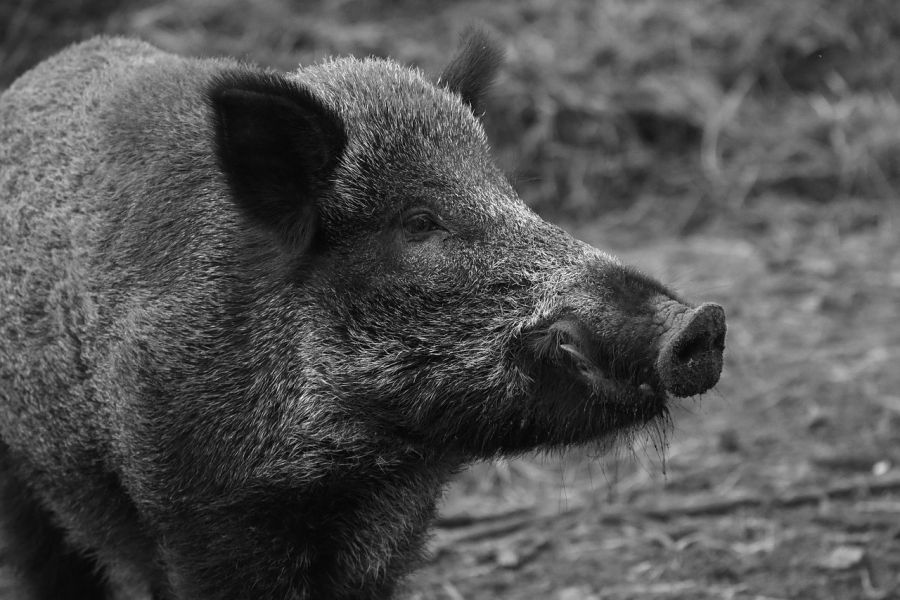 Ein Wildschweinkeiler in schwarz-weiß. (Symbolbild: Ben Kerckx auf Pixabay)