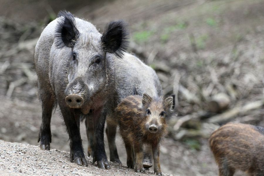 Wildschweine. (Symbolbild: Chris auf Pixabay)