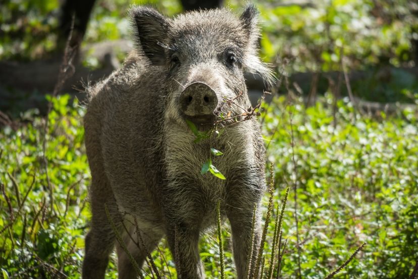 Norwegen will Wildschweine ausrotten