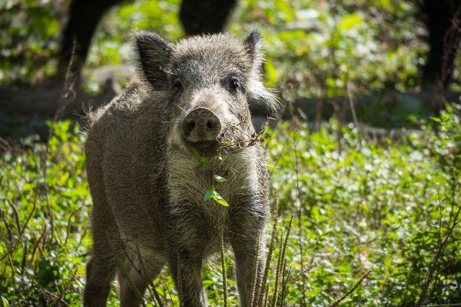 Ein junges Wildschwein. (Symbolbild: Didgemann)