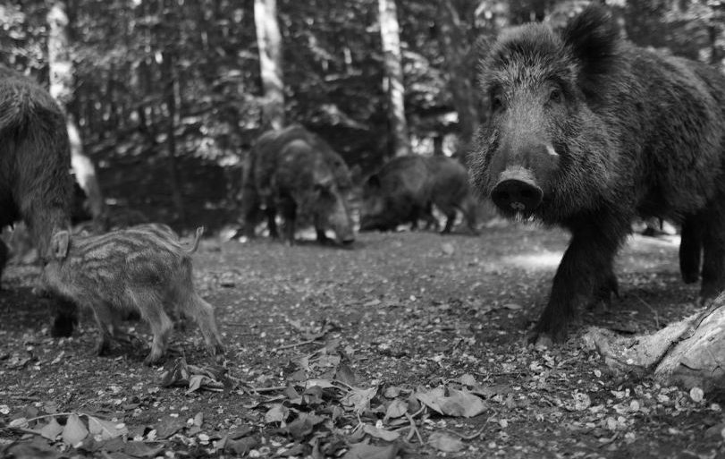 Wildschweine jagen Teenagern tierische Angst ein