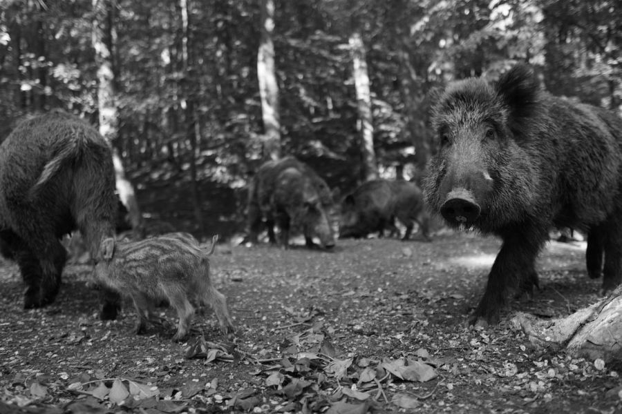Eine Rotte Wildschweine im Wald. (Symbolbild: Michal Renčo auf Pixabay)