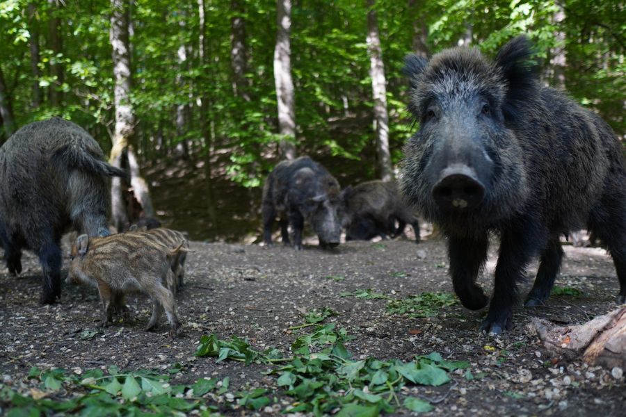 Kind rettet sich vor Wildschweinrotte auf Felsen