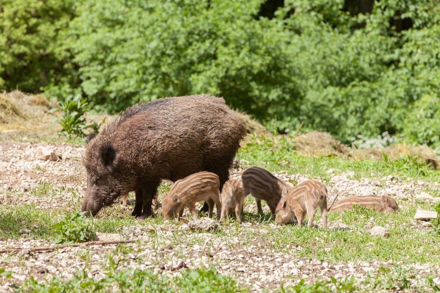 Eine Bache mit gestreiften Frischlingen. (Symbolbild: Josef Stückel auf Pixabay)