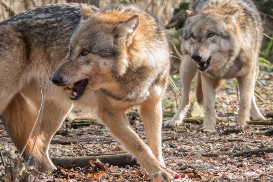 Von der Leyen fordert entschiedenes Handeln im Umgang mit Wölfen