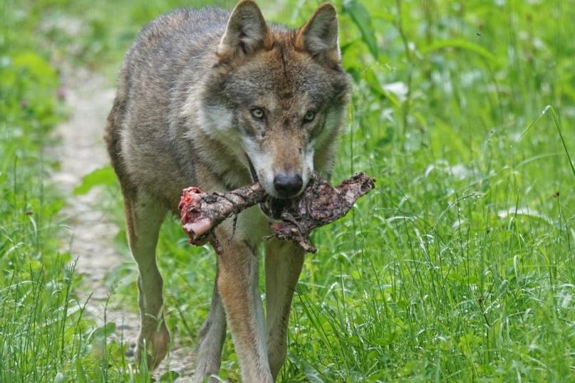 Schafe im Landkreis Rastatt nachweislich vom Wolf gerissen