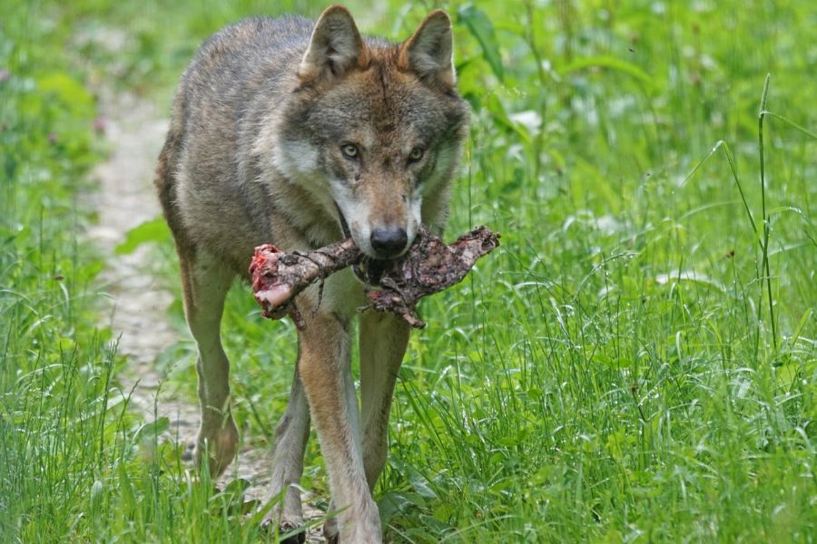 Ein Wolf mit einem Stück seiner Beute im Fang. (Symbolbild: Marcel Langthim)
