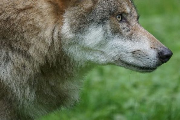 „Ausmaß der Wolfsrisse ist unerträglich geworden“