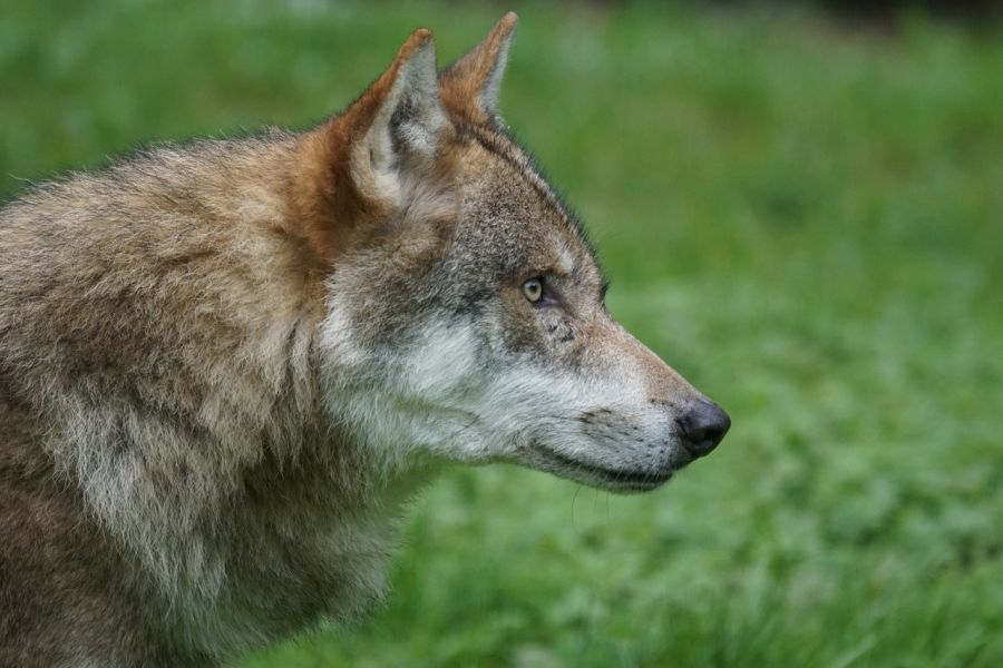 Ein Wolf. (Symbolbild: Marcel Langthim auf Pixabay)