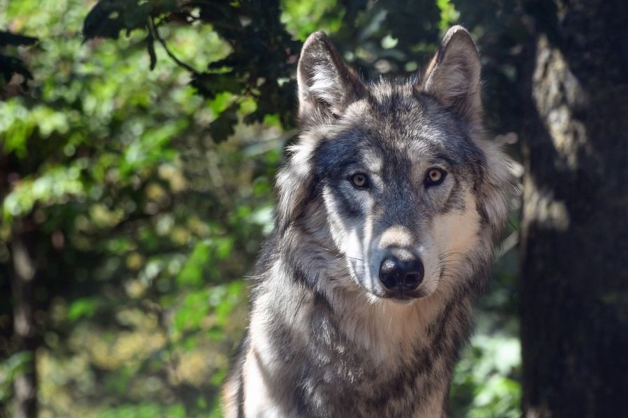 Ein Wolf, der neben einem Baum steht. (Symbolbild: Christel SAGNIEZ auf Pixabay)