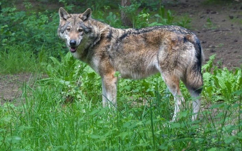 Wallis: Wolfsrudel in der Region Nanz soll verkleinert werden