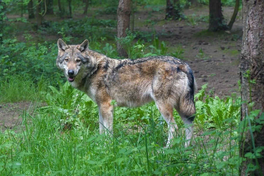 Ein Wolf im Wald. (Symbolbild: Christel SAGNIEZ auf Pixabay)