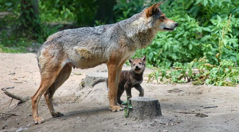 Neues Wolfsterritorium in Hessen